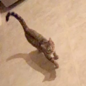 Meet your Posher, Meg